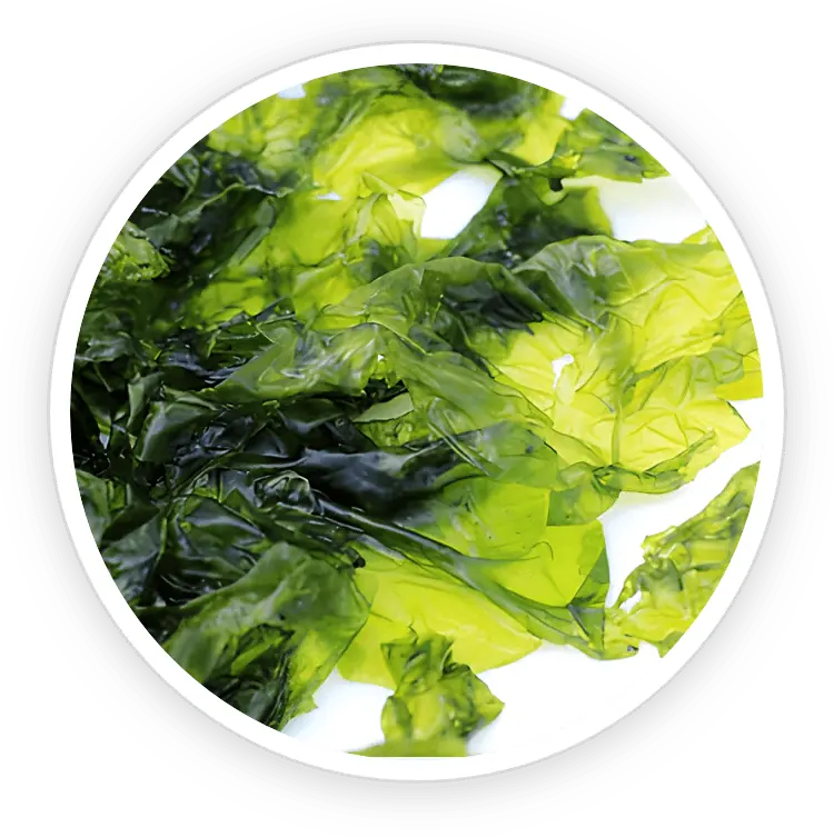 Close-up of green seaweed used in the Seaweed Repair Blend for general wellness support.