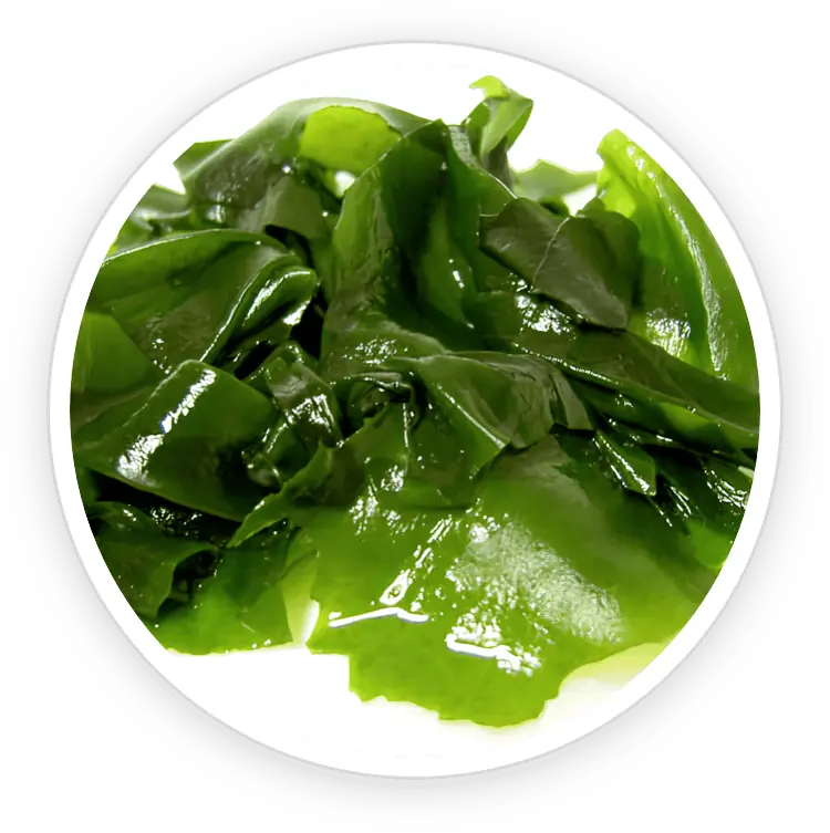 Fresh green aquatic plant representing the natural extract used for bladder function support.